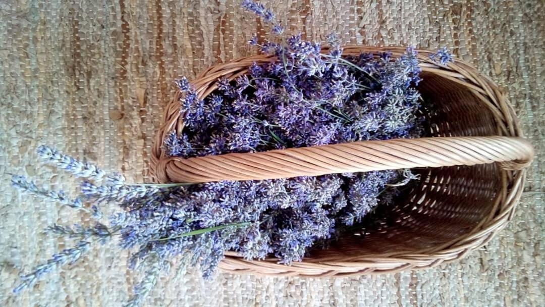 Soba Lavanda Kladovo Dış mekan fotoğraf