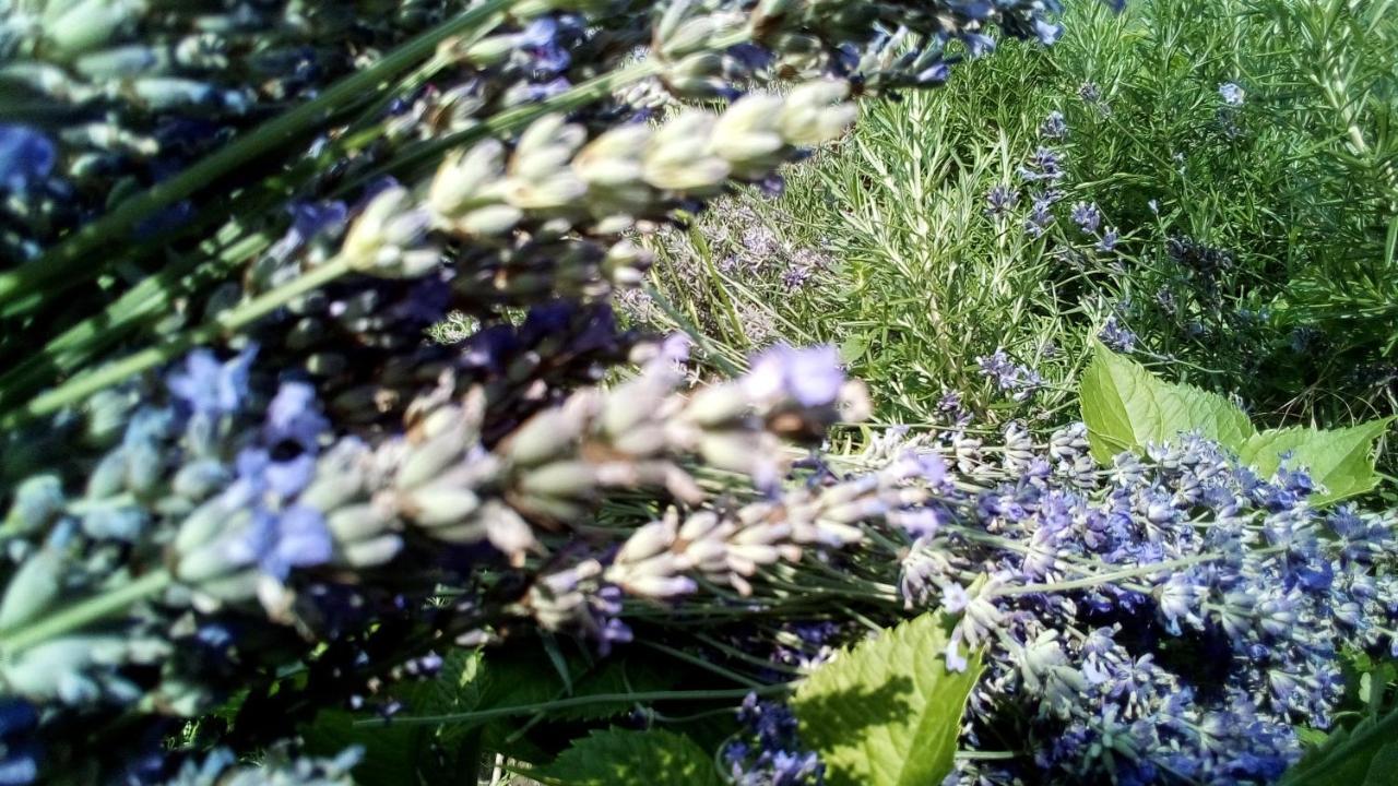 Soba Lavanda Kladovo Dış mekan fotoğraf