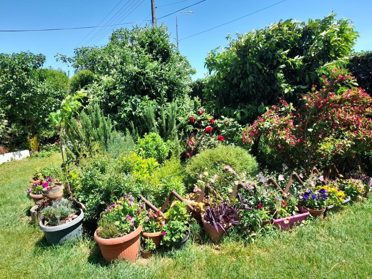Soba Lavanda Kladovo Dış mekan fotoğraf